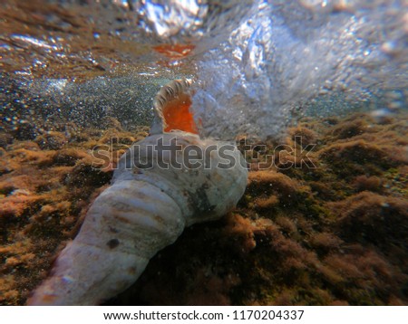 Underwater photo of sea shell on a tropical caribbean coral reef with wavy emerald sea above