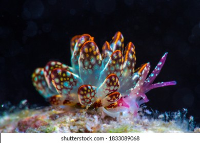 Underwater Photo Of Sea Slug