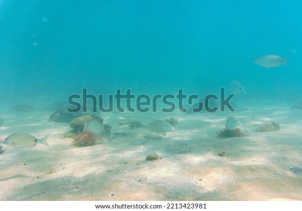 Underwater\
photo, selective focus. The science of fish is ichthyology. Fauna\
of our planet: several fish in the clear blue water of the Aegean\
Sea.  Bodrum, Mugla province, Turkey,\
Europe.
