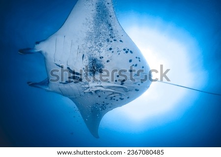 underwater photo shark dive diving sealife marinelife fish scuba dive 