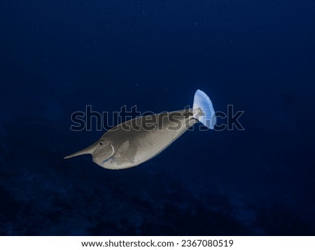 underwater photo shark dive diving sealife marinelife fish scuba dive 