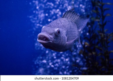 Underwater Photo Species Fish Called Cichla Stock Photo (Edit Now ...