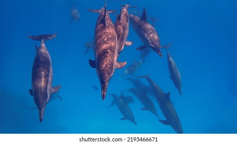 Underwater photo of Spinner dolphins. From a scuba dive.