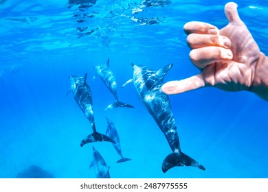 Underwater photo taken in Oahu, Hawaii, featuring a hand making the "shaka" gesture with dolphins swimming below in clear blue water. - Powered by Shutterstock