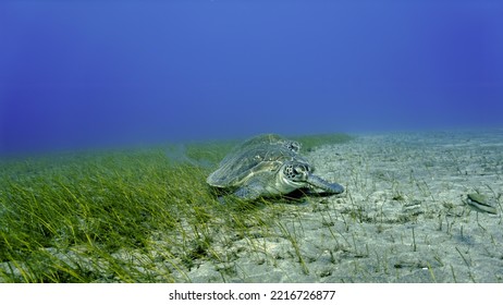Underwater photo of two large sea turtles eating on the sea grass at the bottom of the sea. From a scuba dive at the Canary islands in the Atlantic ocean - Shutterstock ID 2216726877