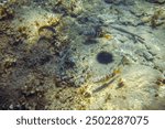 An underwater photo of two painted mackerels attacking an octopus, which is trying to defend itself, escape, and hide. The scene is set in shallow water, with other fish and a sea urchin visible in th