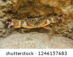 Underwater photo - warty crab (Eriphia verrucosa) hiding under rock in shallow water, chelae (claws) spread.