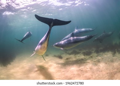 Underwater Photo Of Wild Dolphins, Australia