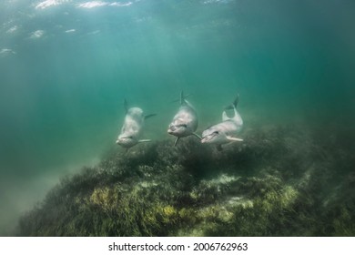 Underwater Photo Of Wild Dolphins, Australia