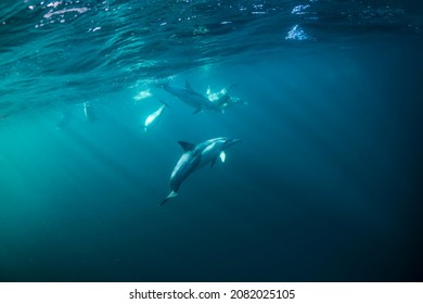 Underwater Photo Of Wild Dolphins, Australia