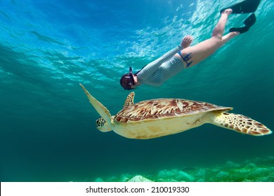 42,646 Swim turtle Stock Photos, Images & Photography | Shutterstock