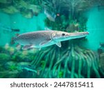 Underwater photograph of an alligator gar that is an euryhaline ray-finned fish.