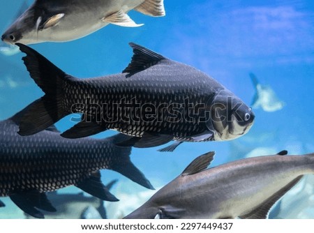 Underwater photograph close up black carp fresh water fish with clear blue water.