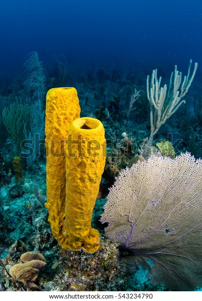 underwater photograph of coral and a bright yellow\
tube sponge