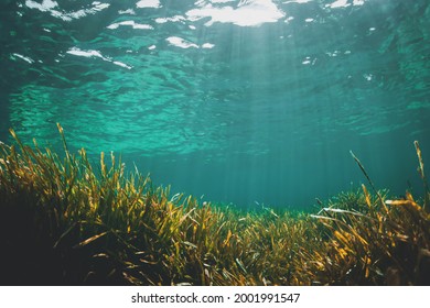 Underwater photograph of posidonia oceanica sea grass and rocks. - Shutterstock ID 2001991547