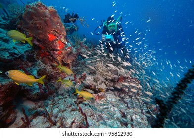 Underwater Photographer Coral Reef, Virgin Islands