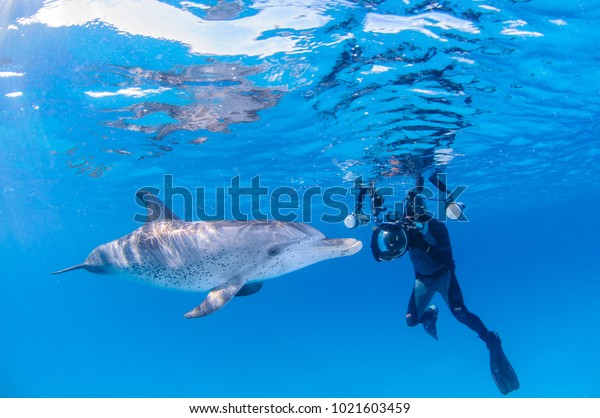 Underwater Photographer with Friendly Dolphin in\
Clear Waters of\
Bahamas