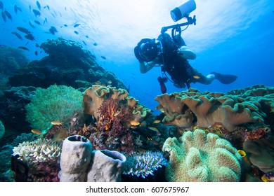 10,115 Underwater photographer Images, Stock Photos & Vectors ...