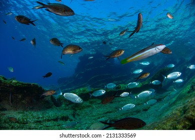 Underwater photography (a school of fish ) in Bodrum, Muğla TURKEY	 - Shutterstock ID 2131333569