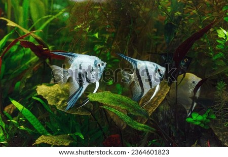 underwater photography of barbus tetrazona fish close-up