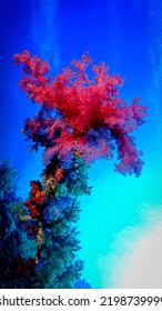 Underwater Photography Of Beautiful Soft Corals. From A Scuba Dive.