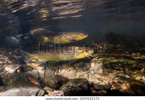 Underwater photography of\
brown trout (Salmo trutta) preparing for spawning in small creek.\
Beautiful salmonid fish in close up photo. Underwater photography\
in wild nature. 