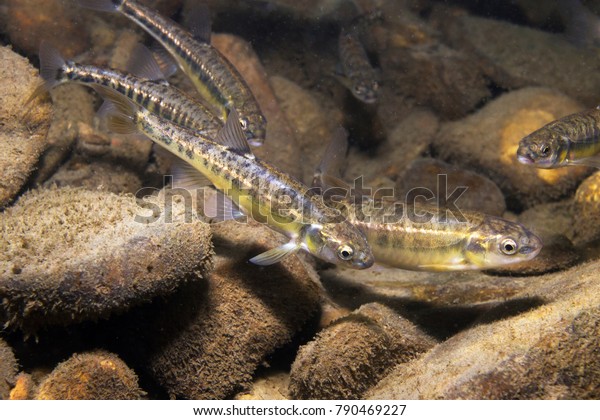 Underwater photography of Common minnow (phoxinus\
phoxinus) preparing for spawning in a small creek. Beautiful little\
fish in close up photo. Underwater photography in wild nature.\
River habitat. 