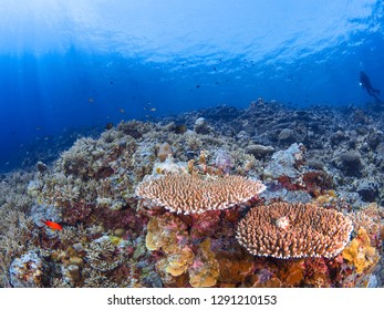 Underwater Photography Of Coral Reef At Apo Reef, Philipines.