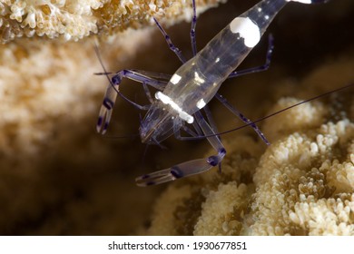 Underwater Photography In The Indonesia Sea