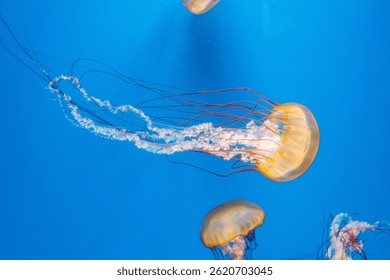 подводная фотография медузы Chrysaora fuscescens, Тихоокеанская морская крапива, Западное побережье морской крапивы крупным планом