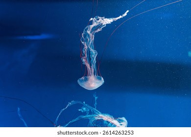 underwater photography jellyfish Purple striped jelly. Chrysaora colorata close-up