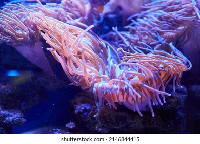 Underwater Photography Of Marine Life At Depth. A Strange Sea Creature With Tentacles