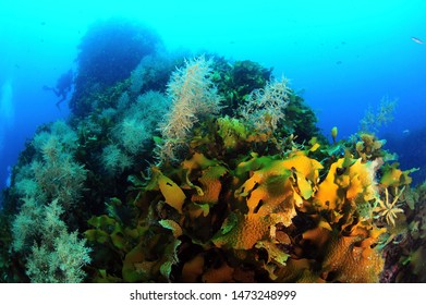 underwater photography of oki island , japan - Shutterstock ID 1473248999
