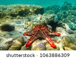 Underwater photography. Red knobbed sea star and sea urchins. Zanzibar, Tanzania.