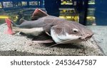 Underwater photography of The Red Tail Catfish, Phractocephalus hemiliopterus . Freshwater ray-finned fish from the Pimelodidae family. The close-up. Aquarium, pet care