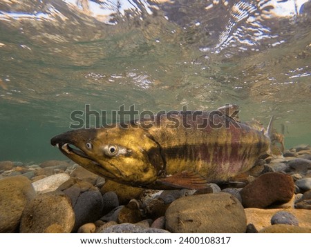 Underwater photography of salmon running upstream in autumn in eastern Hokkaido