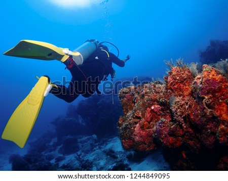 Underwater photography of scuba diver is swimming undersea with coral at Sipadan Island, Malaysia.