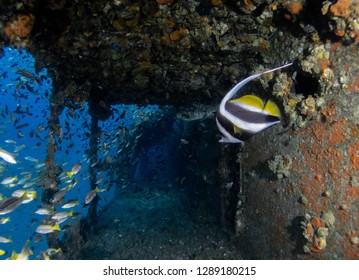 Underwater photography of sunken ship wreck at Gulf of Thailand. - Powered by Shutterstock