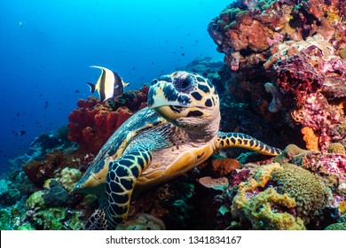 underwater photography thailand