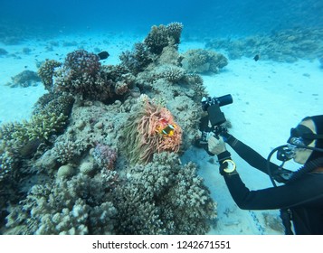 Underwater Photography.Diving Photographer Taking Picture Of Small Yellow Fish In Corals Reef On Camera Red Filter,torch,flash Light.Nature Beauty,interesting Wild Life Exploration On Dive In Red Sea 