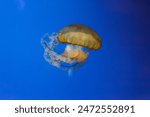 underwater photos of jellyfish chrysaora fuscescens jellyfish pacific sea nettle close up