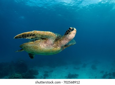 underwater photos, macro photography, sea animals
 - Shutterstock ID 702568912