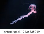 underwater photos of purple striped jelly chrysaora colorata close-up