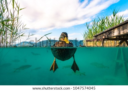 A underwater Picture of a Duck and with some Fishes in a lake in Austria