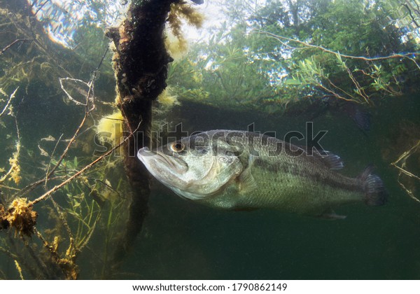 Underwater picture of a frash water fish\
Largemouth Bass (Micropterus salmoides) nature light. Live in the\
lake. Blackbass. Close up fish\
photography.
