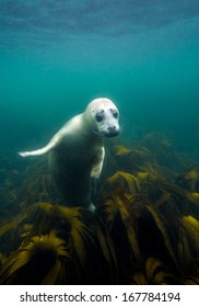 Underwater Picture Of Grey Seal In North Sea