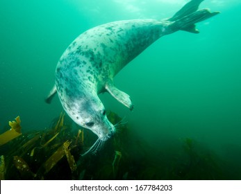 Underwater Picture Of Grey Seal In North Sea