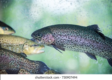 Underwater Rainbow Trout