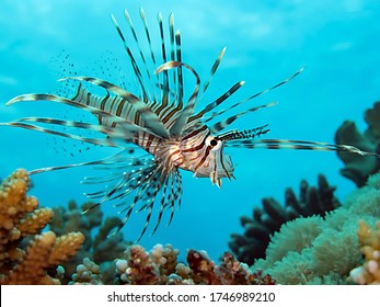 Underwater Red Sea Scuba Diving Jeddah Saudi Arabia
