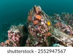 Underwater reef with sea anemones, kelp, Pacific Ocean, vibrant colors under sea, Chumash Heritage National Marine Sanctuary